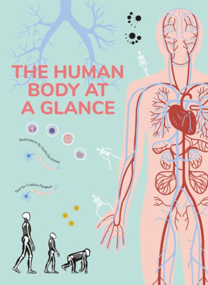 The Human Body At a Glance